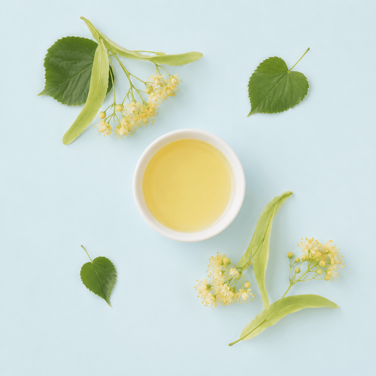 Linden blossom (Tilia cordata)