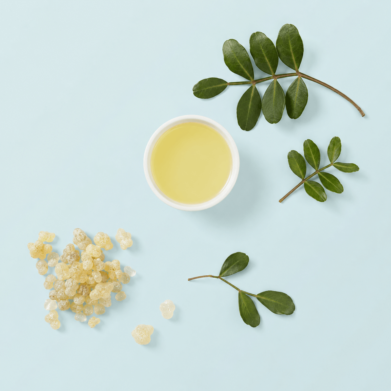 Mastic resin (Pistacia lentiscus)