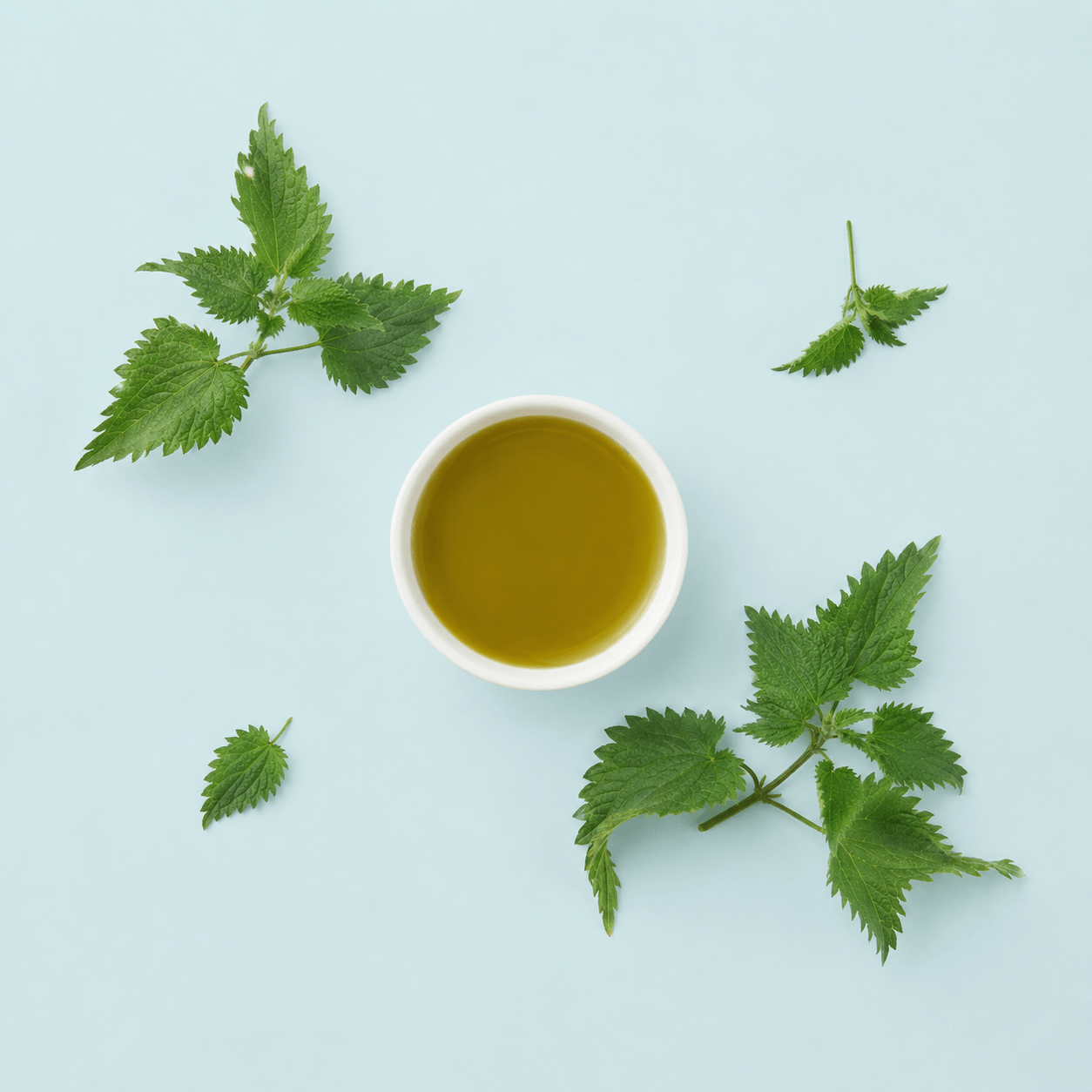 Nettle leaf (Urtica dioica)