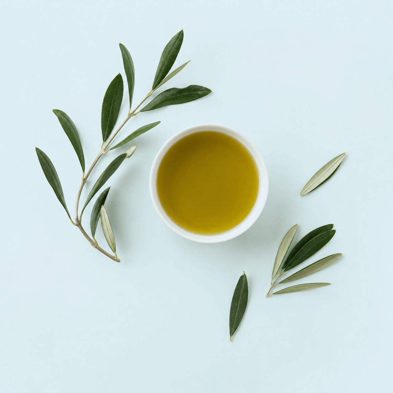 Olive leaf (Olea europaea)