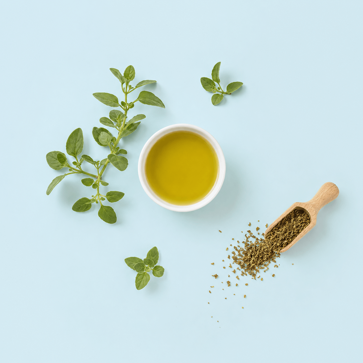 Oregano (Origanum vulgare)