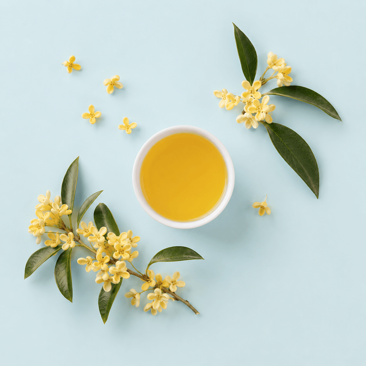 Osmanthus blossom (Osmanthus fragrans)