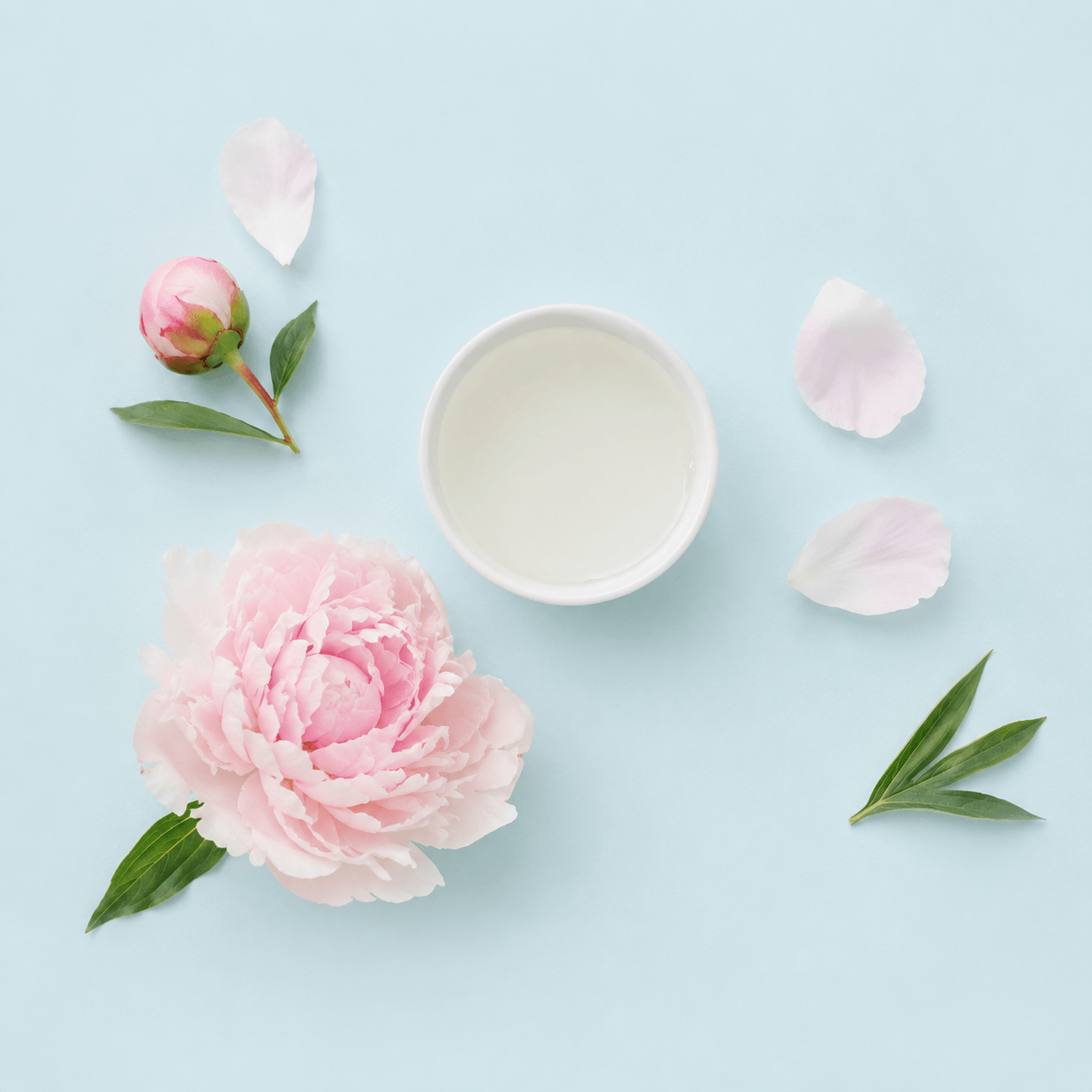 Peony — Paeonia spp.
