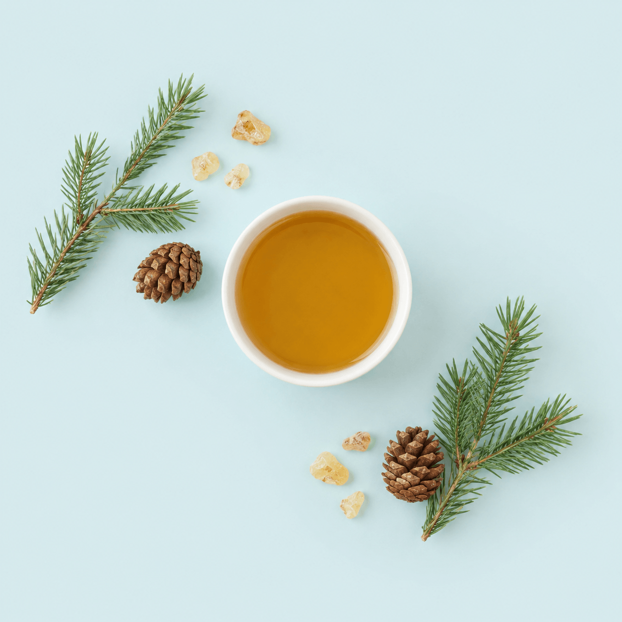 Pine / Spruce resins (Pinus / Picea spp.)