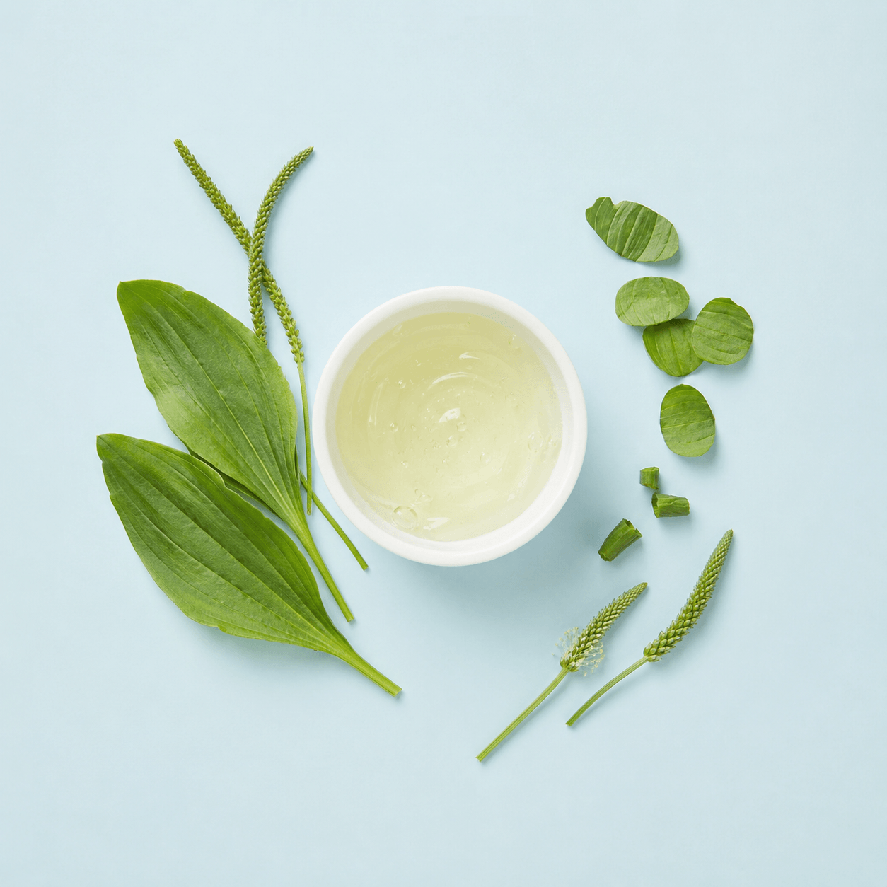 Plantain — Plantago major / P. lanceolata