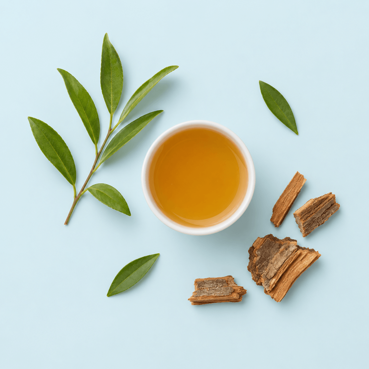 Quillaja / Soapbark — Quillaja saponaria
