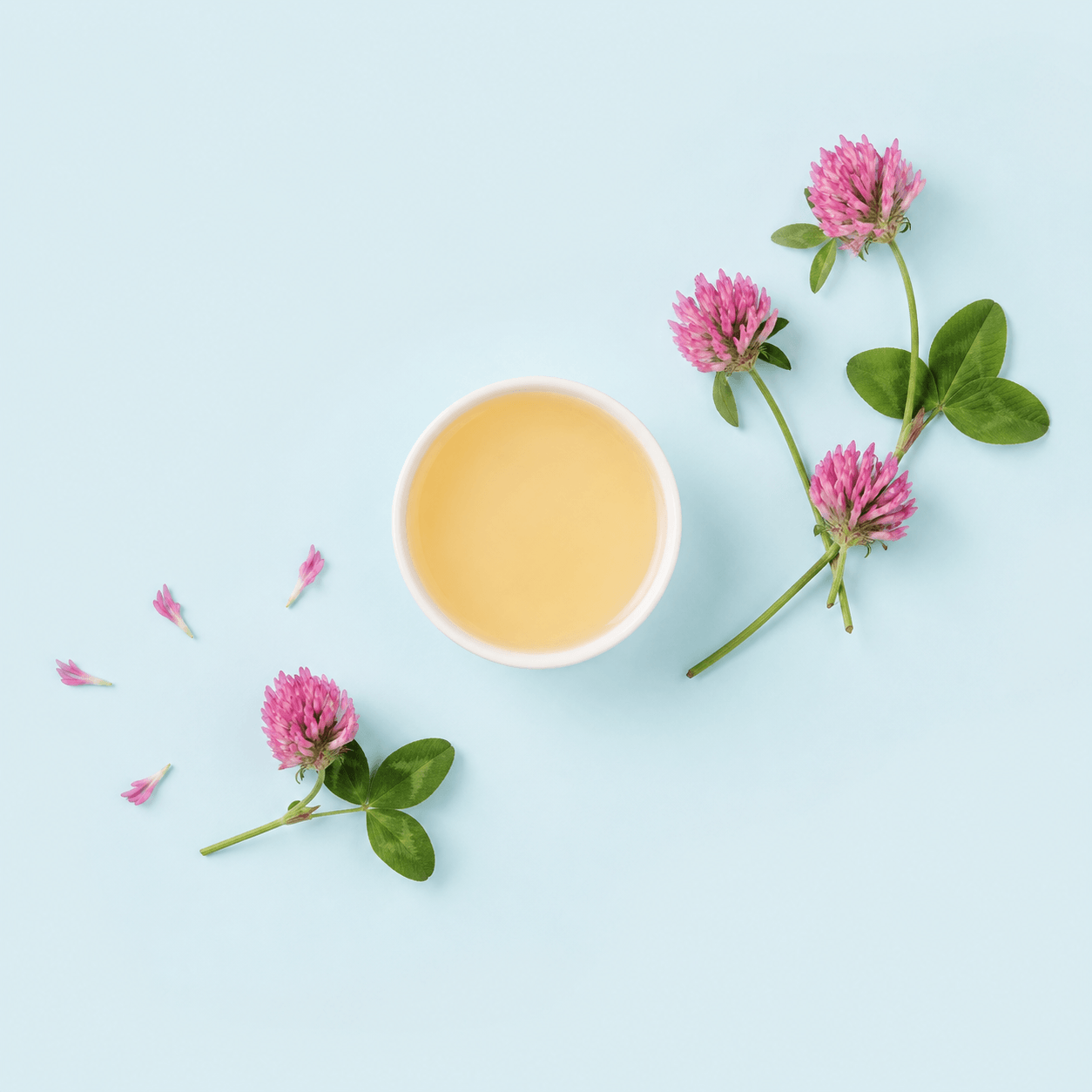 Red Clover — Trifolium pratense