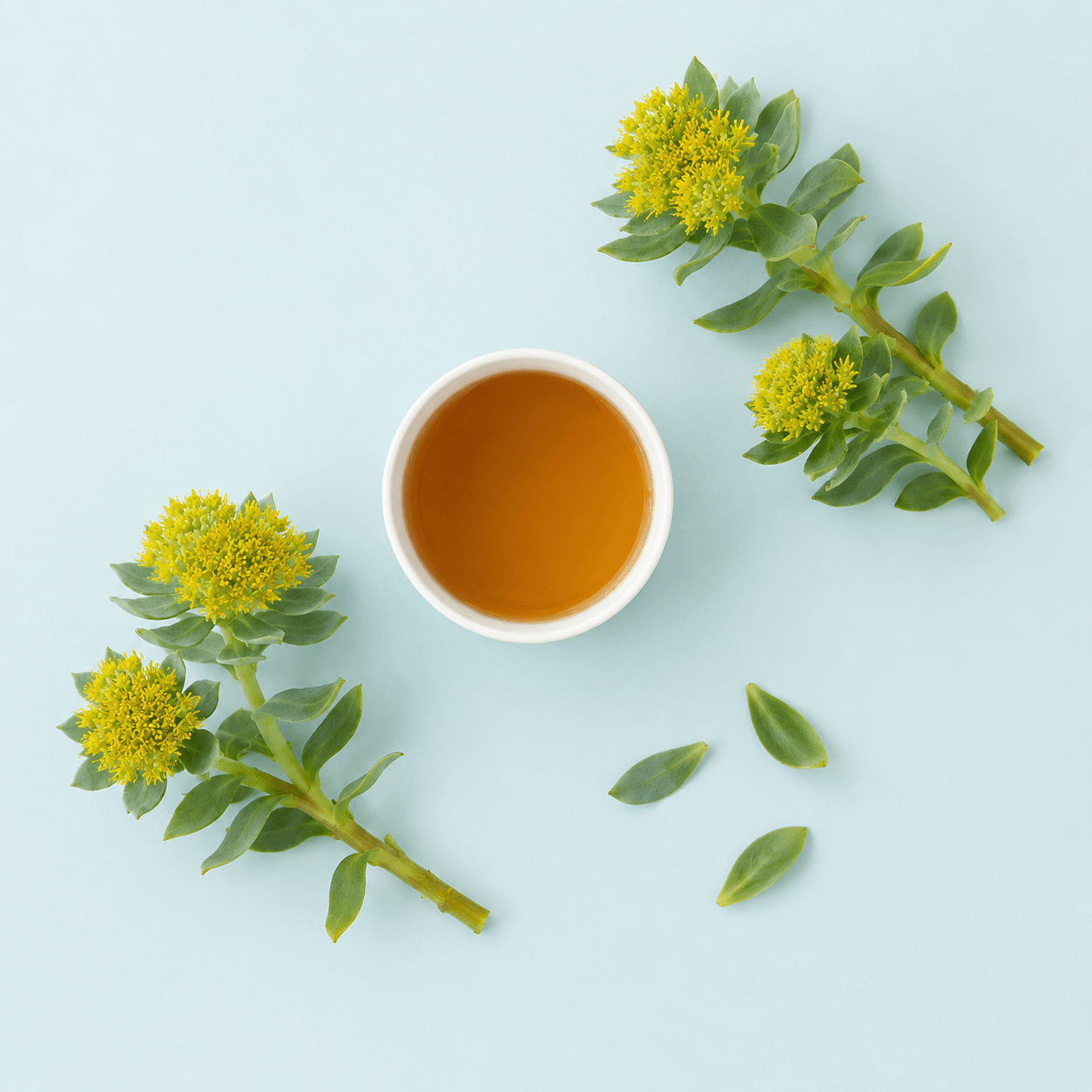 Rhodiola — Rhodiola rosea