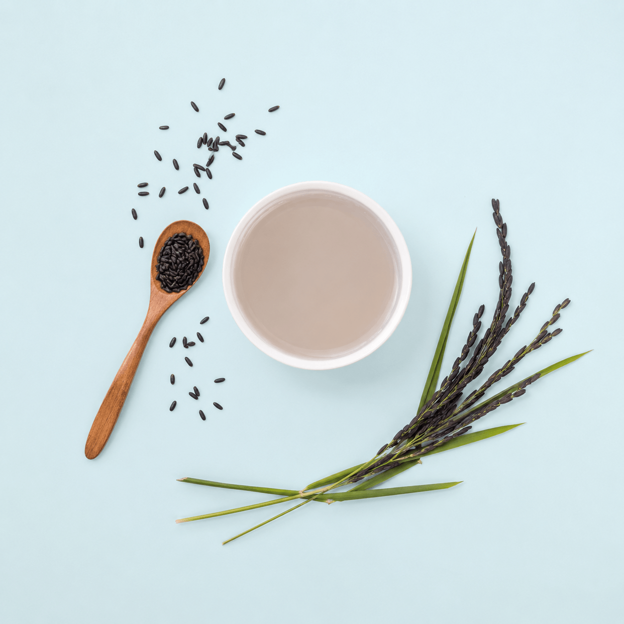 Rice (black rice water) — Oryza sativa var. indica