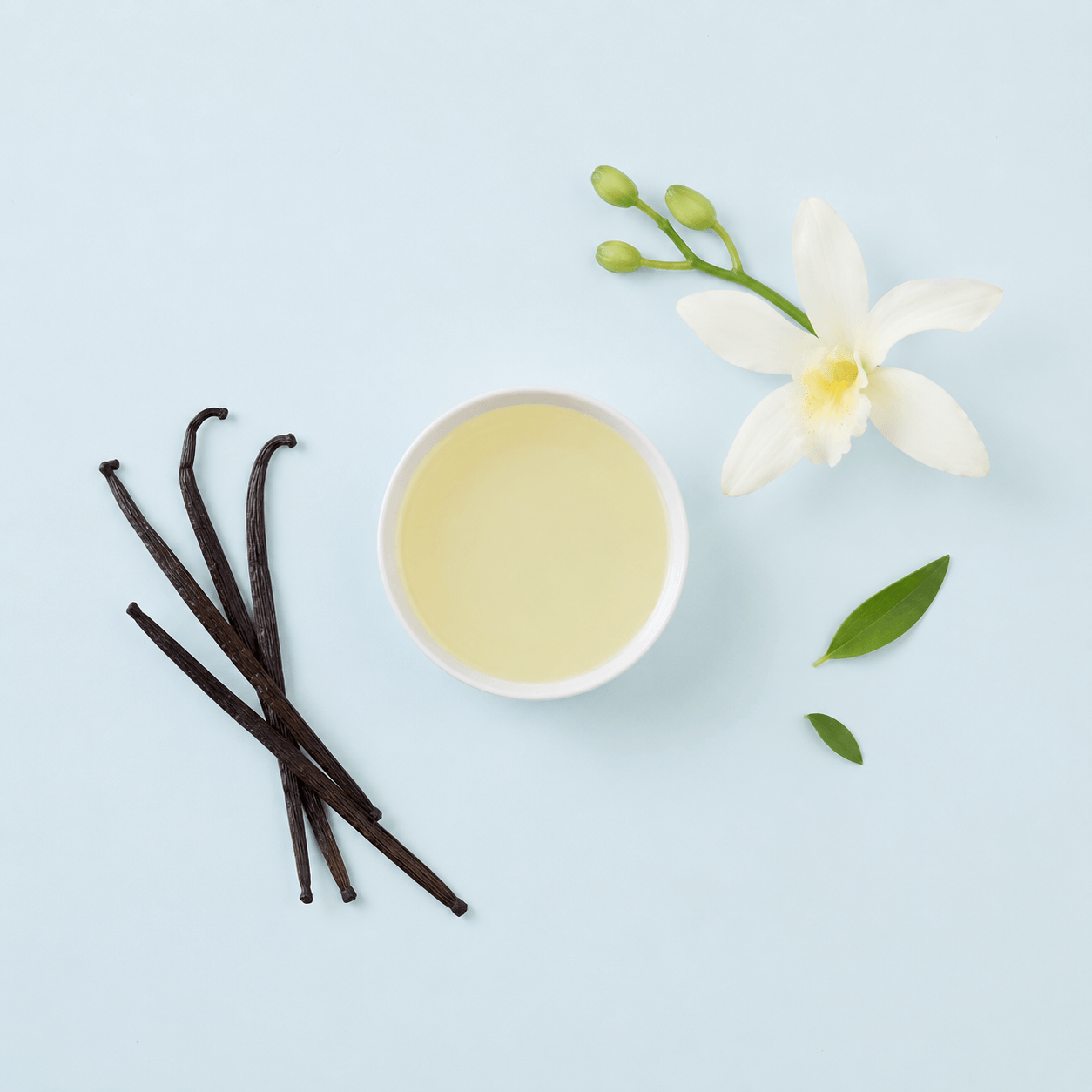 Vanilla bean (Vanilla planifolia)
