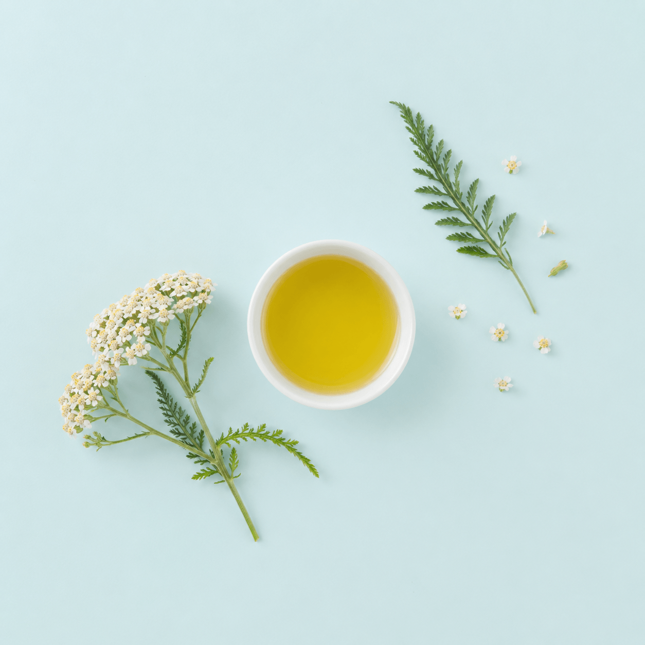 Yarrow (Achillea millefolium)