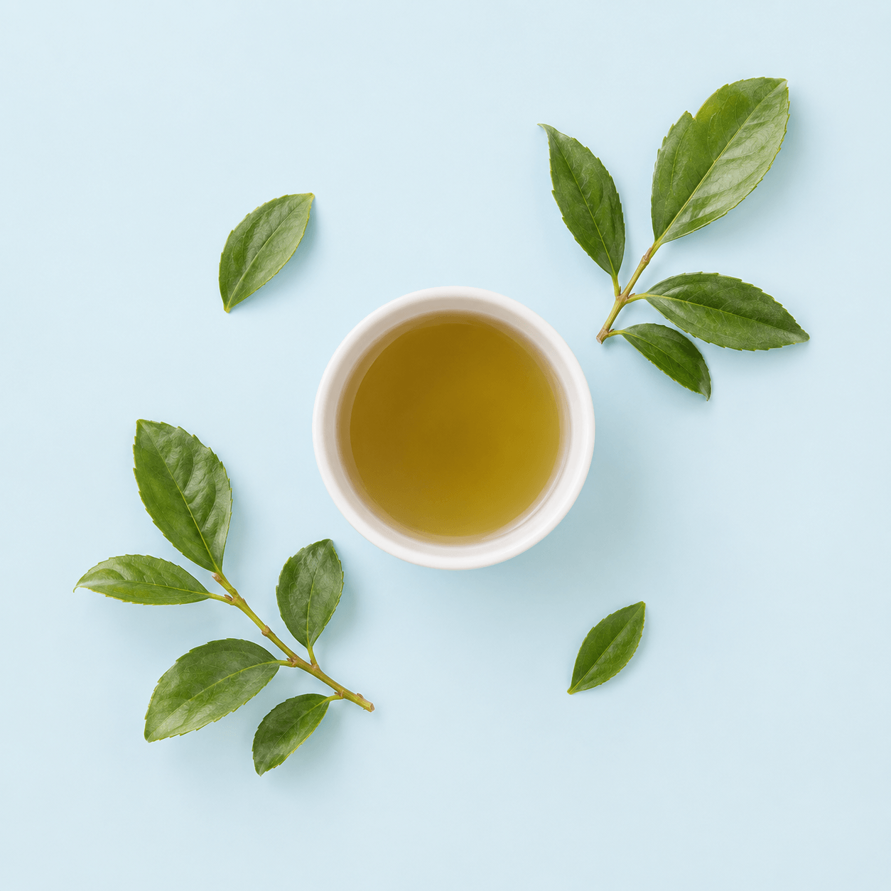 Yerba mate — Ilex paraguariensis